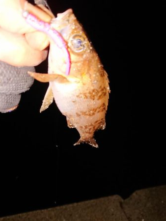 さっぱりでした