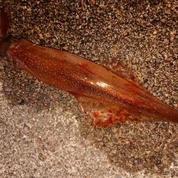 久々のヤリイカツ抜け