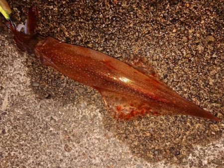 久々のヤリイカツ抜け