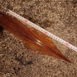 渋い中そこそこ