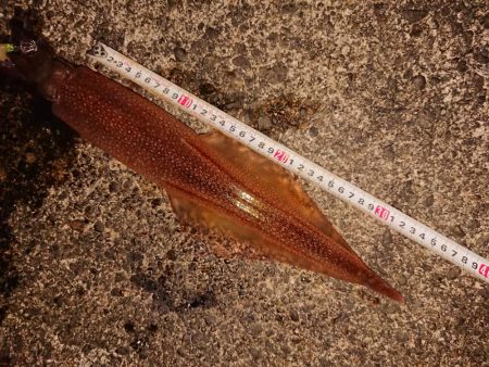 渋い中そこそこ