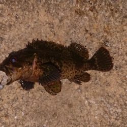 色々釣れたけど