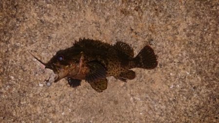 色々釣れたけど