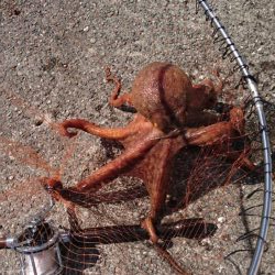 クエ釣りのはずか