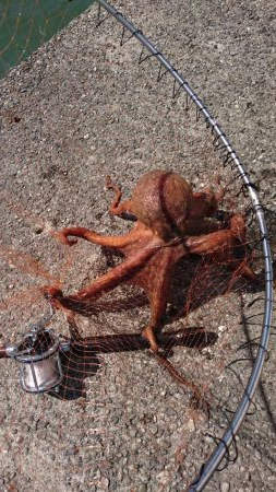 クエ釣りのはずか