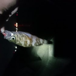 メバリングたのしー！