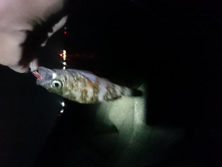 メバリングたのしー！