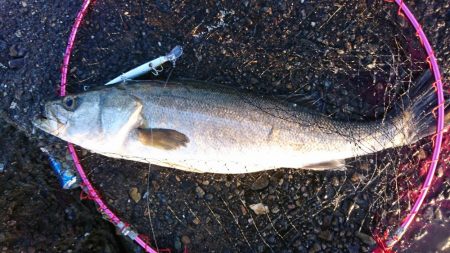 ○○ザキ 春のシーバス祭り 3点