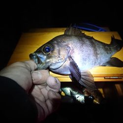 メバル浮き釣り