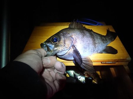 メバル浮き釣り