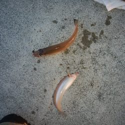 東二見白灯台波止へキス釣査