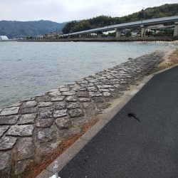 西宮津公園のキス情報
