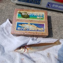 東二見白灯台波止のキス情報