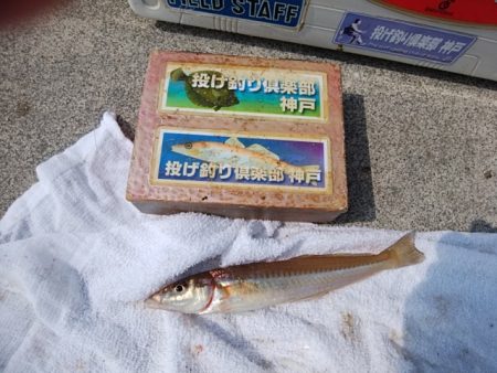 東二見白灯台波止のキス情報