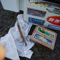 播磨新島のキス情報