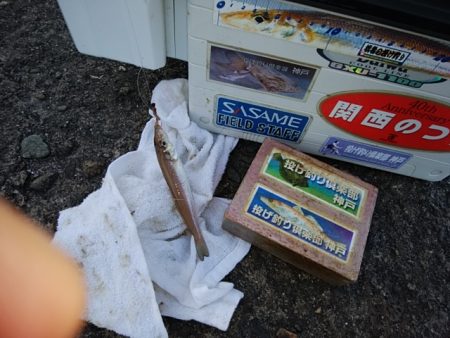 播磨新島のキス情報