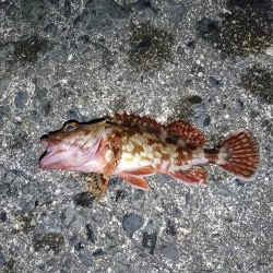 メバル狙いで！