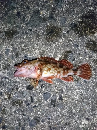 メバル狙いで！