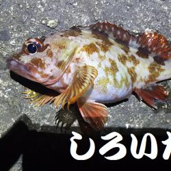 ガッシーに癒されました。