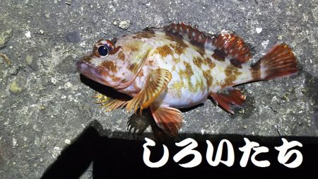 ガッシーに癒されました。