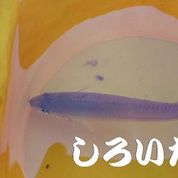 鳥取の帰りにアジを釣ろう！