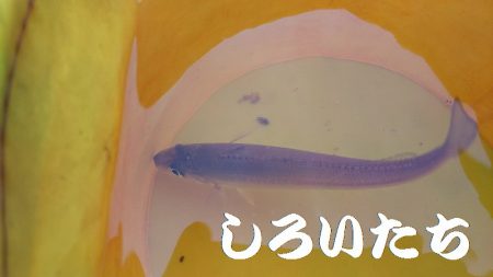 鳥取の帰りにアジを釣ろう！