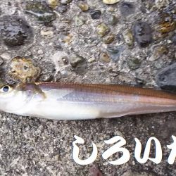 鳥取からの帰りにアジ狙い。