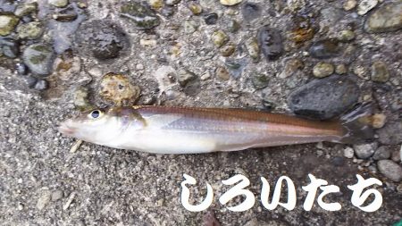 鳥取からの帰りにアジ狙い。