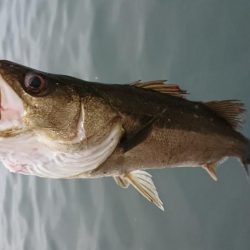 GW朝練シーバス調査