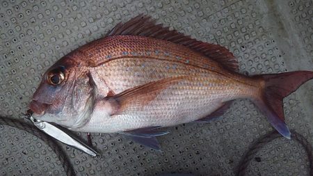 ネチネチネギング