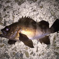 月明かりメバリング