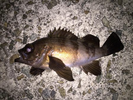 月明かりメバリング