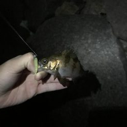 時合はきたが、、