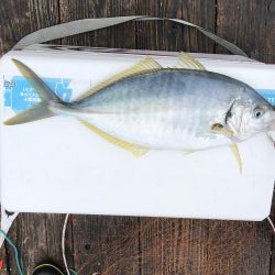 きらがわ漁場にてシマアジ釣り