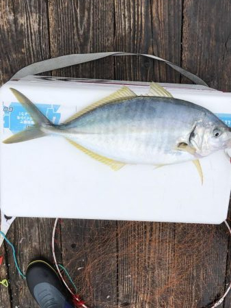 きらがわ漁場にてシマアジ釣り
