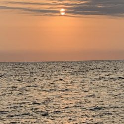 春烏賊いはほど遠い