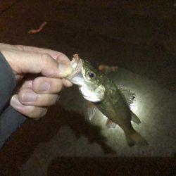 エビ撒きでメバル狙い