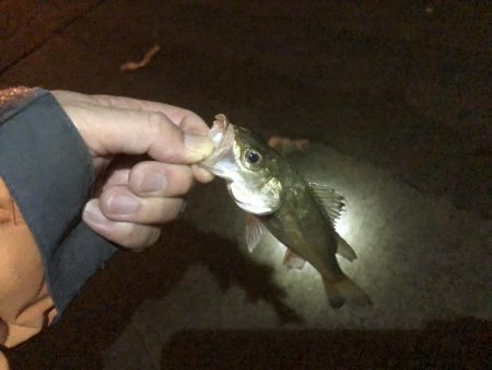 エビ撒きでメバル狙い