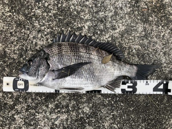 イチノ兄弟、釣果！