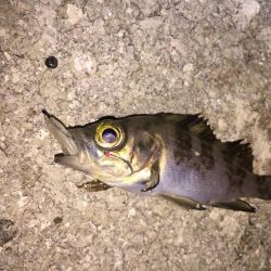 メバルの煮付けが食べたくて！