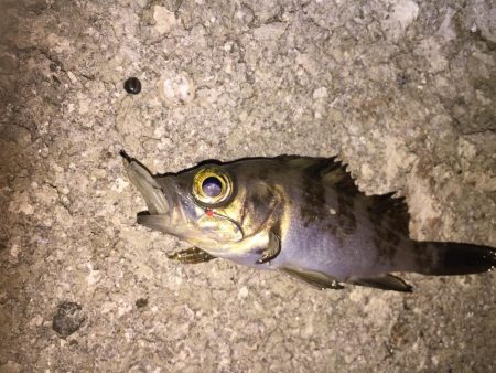 メバルの煮付けが食べたくて！