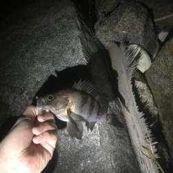 相変わらずサバ釣れます