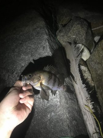 相変わらずサバ釣れます