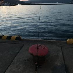 ちょっとだけヒイラギ