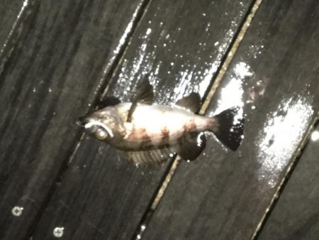 小ぶりになったメバル