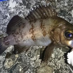 メバリング日和!