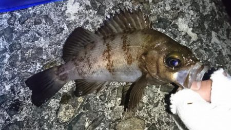 メバリング日和!