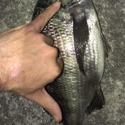 残ったアオイソメで