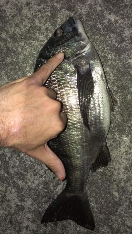 残ったアオイソメで