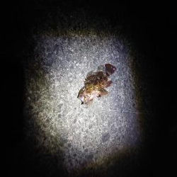 再びメバリング